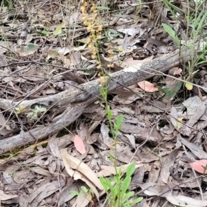 Rumex acetosella at Molonglo Valley, ACT - 23 Nov 2021