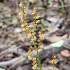 Rumex acetosella at Molonglo Valley, ACT - 23 Nov 2021