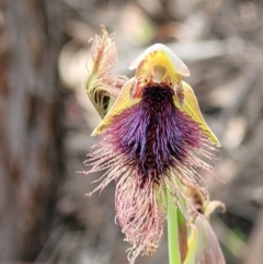 Calochilus platychilus (Purple Beard Orchid) at Molonglo Valley, ACT - 23 Nov 2021 by trevorpreston