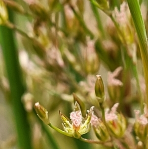 Juncus remotiflorus at Molonglo Valley, ACT - 23 Nov 2021