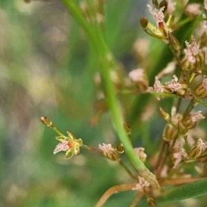 Juncus remotiflorus at Molonglo Valley, ACT - 23 Nov 2021