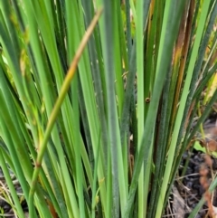 Juncus remotiflorus at Molonglo Valley, ACT - 23 Nov 2021