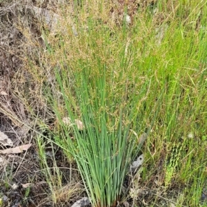 Juncus remotiflorus at Molonglo Valley, ACT - 23 Nov 2021