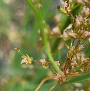 Juncus remotiflorus at Molonglo Valley, ACT - 23 Nov 2021