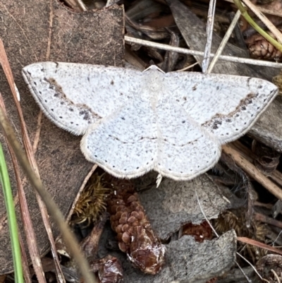 Taxeotis intextata (Looper Moth, Grey Taxeotis) at Curtin, ACT - 23 Nov 2021 by RAllen