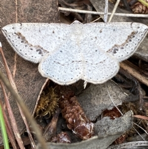 Taxeotis intextata at Curtin, ACT - 23 Nov 2021 04:17 PM