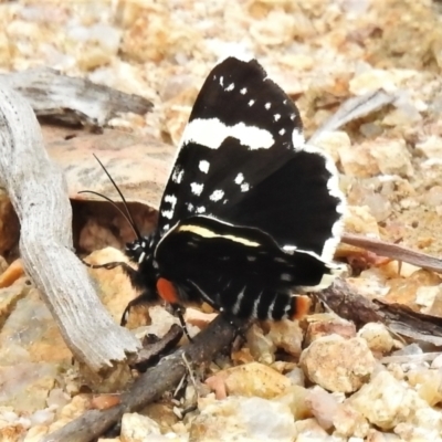 Idalima affinis (A day flying moth) at Paddys River, ACT - 23 Nov 2021 by JohnBundock