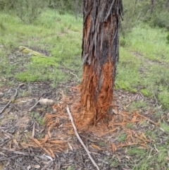 Cervidae (family) (Deer (unknown species)) at Paddys River, ACT - 21 Nov 2021 by HelenCross