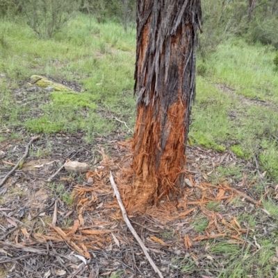 Cervidae (family) (Deer (unknown species)) at Paddys River, ACT - 21 Nov 2021 by HelenCross