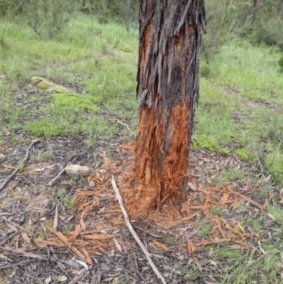 Cervidae (family) (Deer (unknown species)) at Paddys River, ACT - 21 Nov 2021 by HelenCross