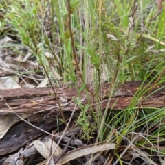 Wahlenbergia stricta subsp. stricta (Tall Bluebell) at Kambah, ACT - 21 Nov 2021 by HelenCross