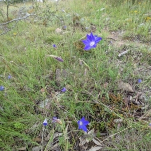 Wahlenbergia stricta subsp. stricta at Kambah, ACT - 21 Nov 2021 02:46 PM