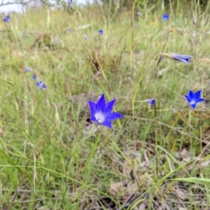 Wahlenbergia stricta subsp. stricta at Kambah, ACT - 21 Nov 2021 02:46 PM