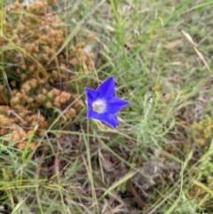 Wahlenbergia stricta subsp. stricta at Kambah, ACT - 21 Nov 2021 02:46 PM