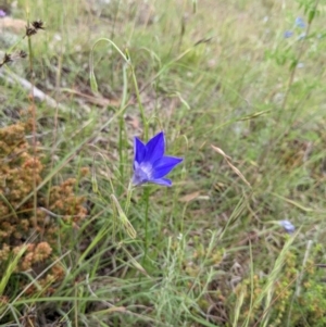 Wahlenbergia stricta subsp. stricta at Kambah, ACT - 21 Nov 2021 02:46 PM