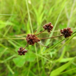 Luzula densiflora at suppressed - 16 Nov 2021