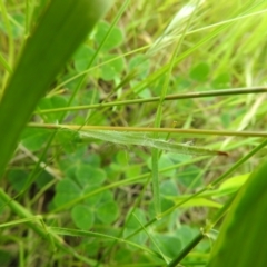 Luzula densiflora at Carwoola, NSW - 16 Nov 2021