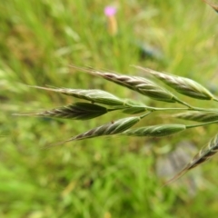 Bromus hordeaceus (A Soft Brome) at Carwoola, NSW - 16 Nov 2021 by Liam.m