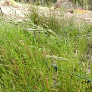 Bromus hordeaceus at Carwoola, NSW - 16 Nov 2021