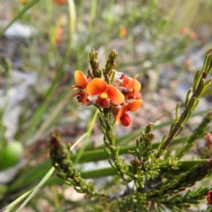 Dillwynia sericea at Carwoola, NSW - suppressed