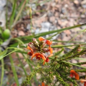 Dillwynia sericea at Carwoola, NSW - suppressed