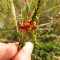 Dillwynia sericea at Carwoola, NSW - suppressed