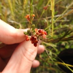 Dillwynia sericea at Carwoola, NSW - suppressed