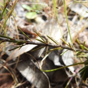 Dillwynia sericea at Carwoola, NSW - suppressed