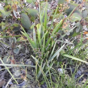 Dianella revoluta var. revoluta at Carwoola, NSW - 16 Nov 2021