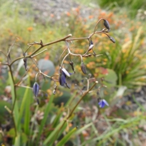 Dianella revoluta var. revoluta at Carwoola, NSW - 16 Nov 2021