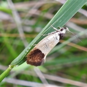 Merocroca automima at Paddys River, ACT - 23 Nov 2021 11:06 AM