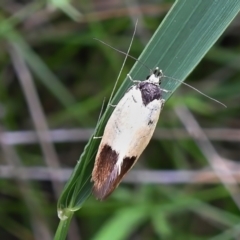 Merocroca automima at Paddys River, ACT - 23 Nov 2021 11:06 AM