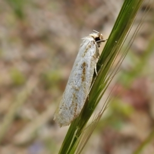 Philobota cretacea at Paddys River, ACT - 23 Nov 2021