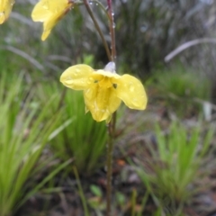 Diuris monticola (Highland Golden Moths) at Rossi, NSW - 19 Nov 2021 by Liam.m