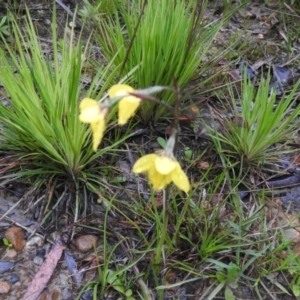 Diuris monticola at Rossi, NSW - 20 Nov 2021