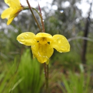 Diuris monticola at Rossi, NSW - 20 Nov 2021