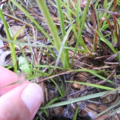 Diuris monticola at Rossi, NSW - 20 Nov 2021