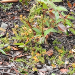 Pultenaea laxiflora at Farringdon, NSW - 20 Nov 2021