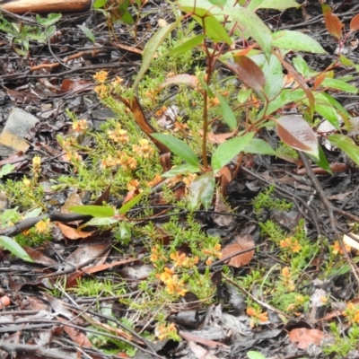 Pultenaea laxiflora (Loose-flower Bush Pea) at Farringdon, NSW - 20 Nov 2021 by Liam.m