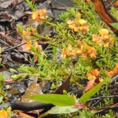 Pultenaea laxiflora at suppressed - 20 Nov 2021