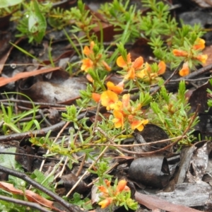 Pultenaea laxiflora at suppressed - 20 Nov 2021