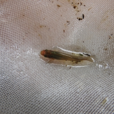 Gambusia holbrooki (Gambusia, Plague minnow, Mosquito fish) at Carwoola, NSW - 21 Nov 2021 by Liam.m