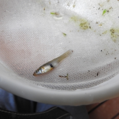 Gambusia holbrooki (Gambusia, Plague minnow, Mosquito fish) at Carwoola, NSW - 21 Nov 2021 by Liam.m