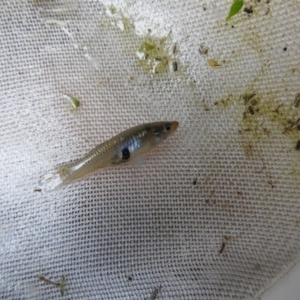 Gambusia holbrooki at Carwoola, NSW - 21 Nov 2021