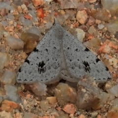 Dichromodes estigmaria (Pale Grey Heath Moth) at Paddys River, ACT - 23 Nov 2021 by JohnBundock