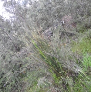 Juncus sp. at Carwoola, NSW - suppressed