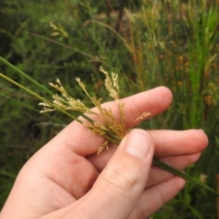 Juncus sp. at Carwoola, NSW - 21 Nov 2021