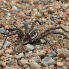 Tasmanicosa sp. (genus) (Unidentified Tasmanicosa wolf spider) at Lake George, NSW - 22 Nov 2021 by Christine