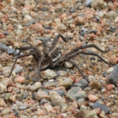 Tasmanicosa sp. (genus) at Lake George, NSW - 22 Nov 2021