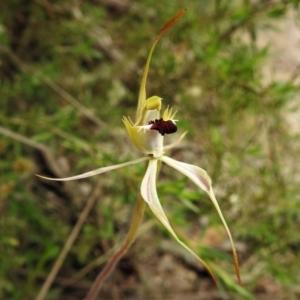 Caladenia parva at Paddys River, ACT - suppressed